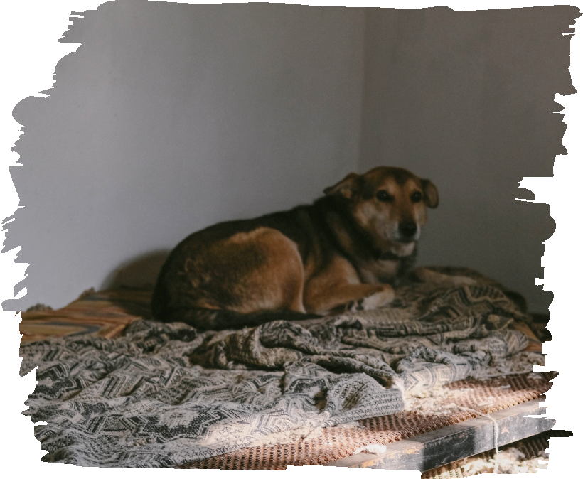 Suffering dogs in Bulgaria Suffering dogs in Bulgaria