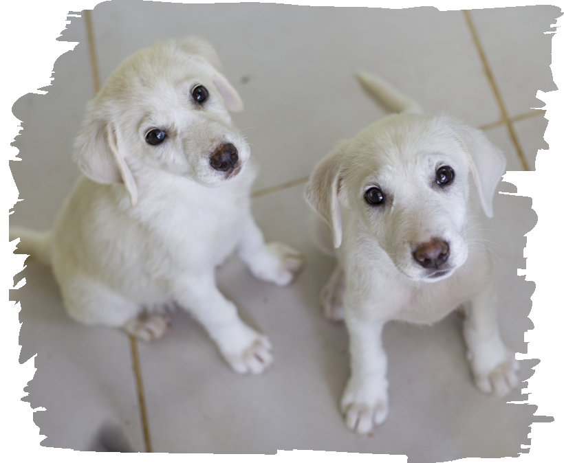 pups Tile Sponsorship