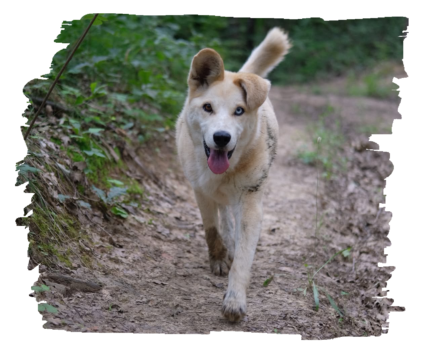 PetTransportation3